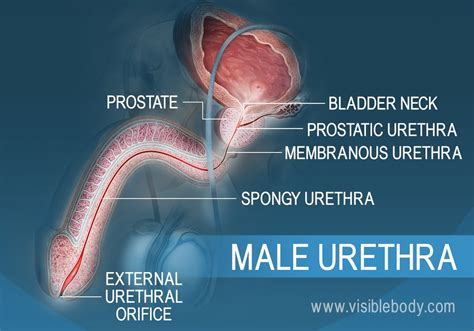 uretra porn